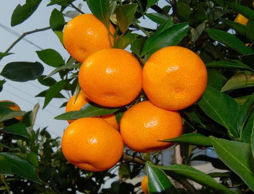 漫山遍野的柑橘 边吃边摘爽爆了 大杭州人都在打听的柑橘采摘地图
