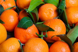 白色背景下的新鲜绿叶橘子图片素材 成熟的柑橘和树叶在白色背景下贴近 ...