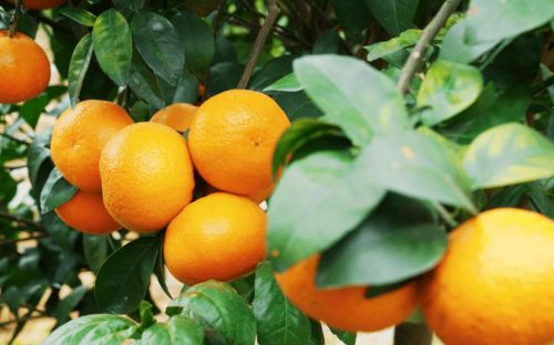 柑橘增加甜度的施肥方法,销量提高不用愁