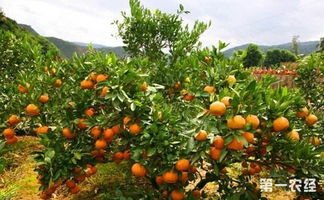 柑橘种植 柑橘保花保果的有效措施