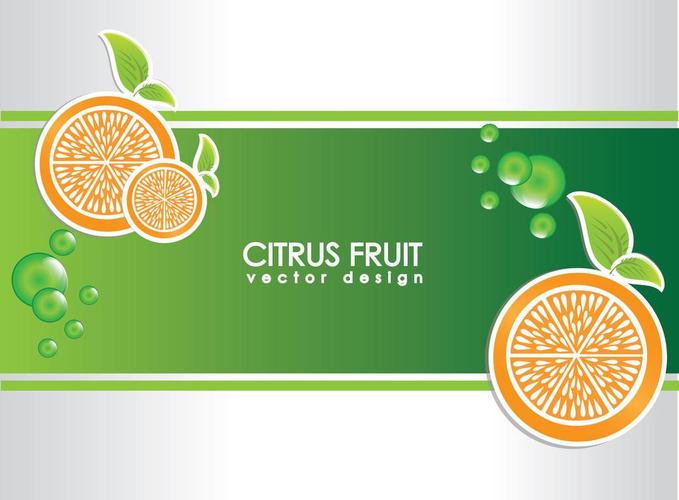 柑橘类水果,柑橘类的水果,在灰色的背景矢量图