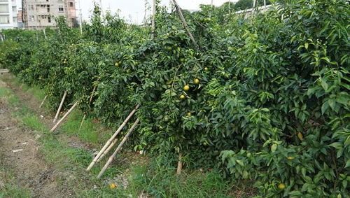 广西柑橘最热两大国家农产品地理标志产品,荔浦砂糖桔,武鸣沃柑
