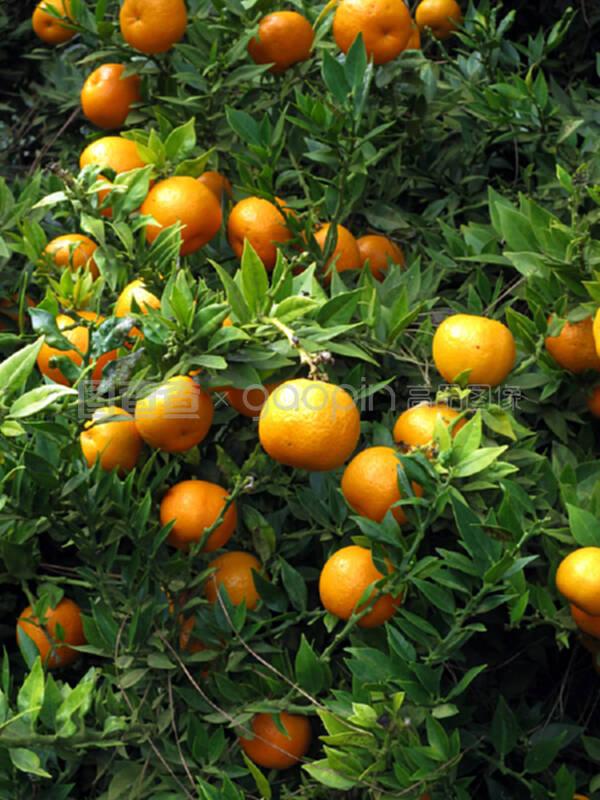 柑橘类柑橘