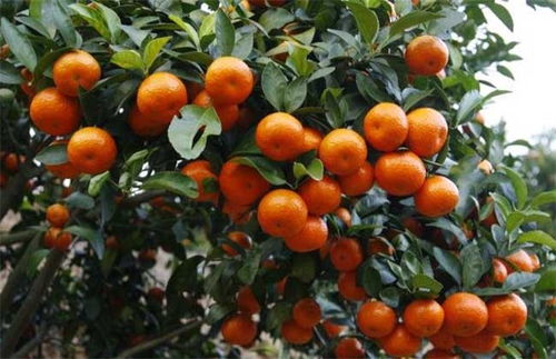 柑橘如何更好转色变红 简单几步,让柑橘果实着色更均匀